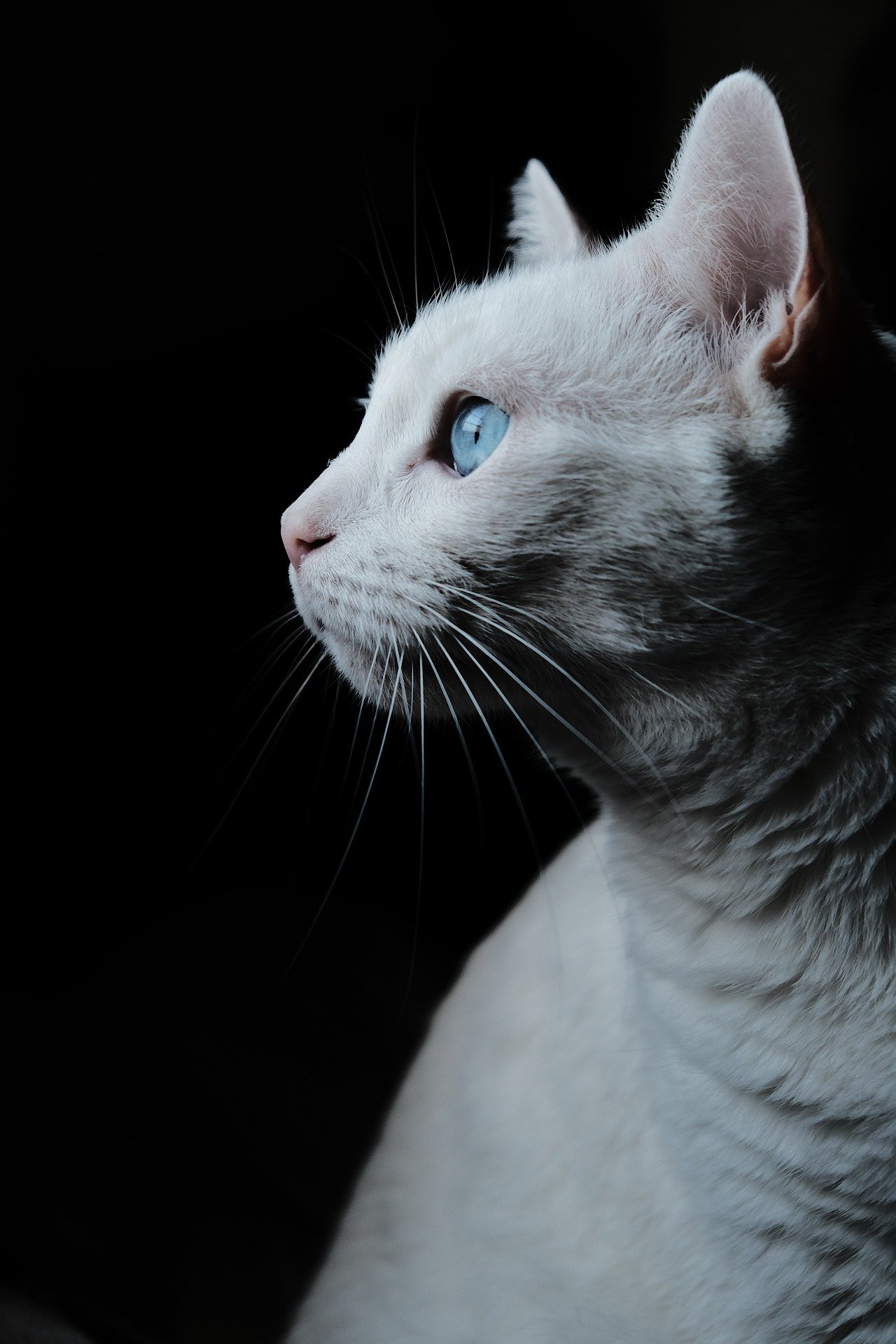 Un gat blanc en una imatge d'arxiu / PIXABAY
