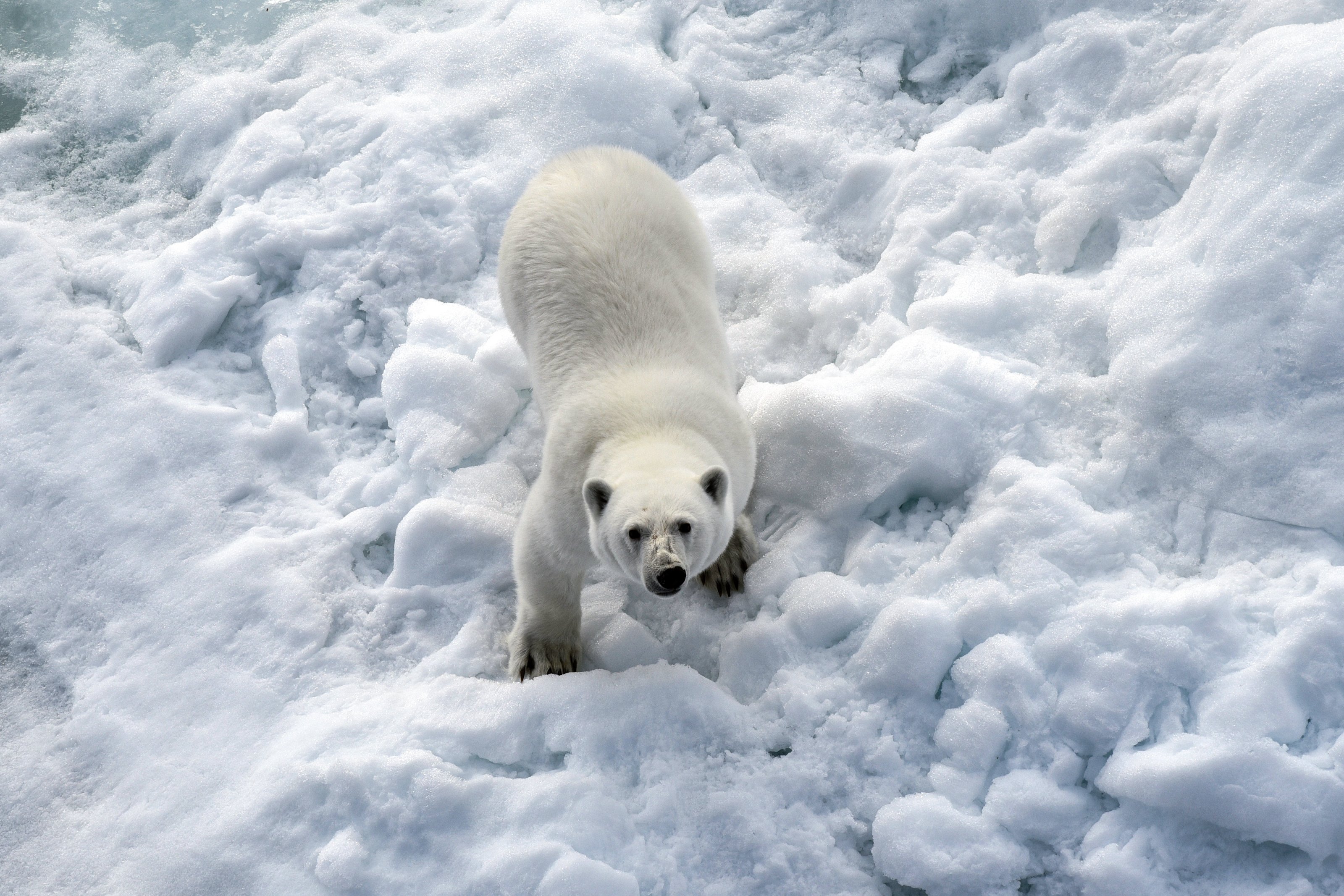 Un os polar en una imatge d'arxiu / Ulf Mauder - dpa