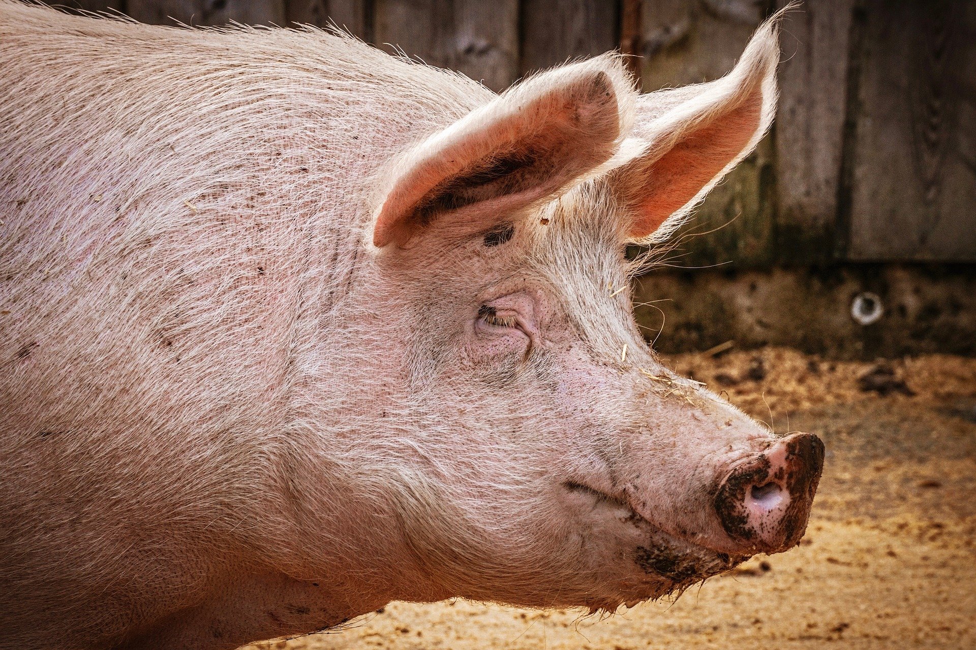 Un porc en una imatge d'arxiu / PIXABAY