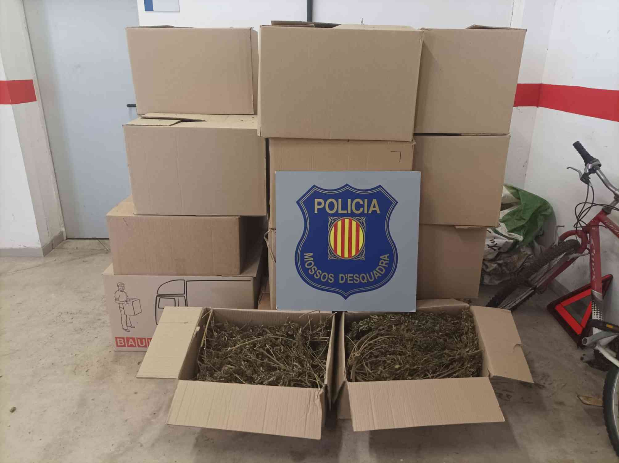 marihuana abandonada garraf mossos