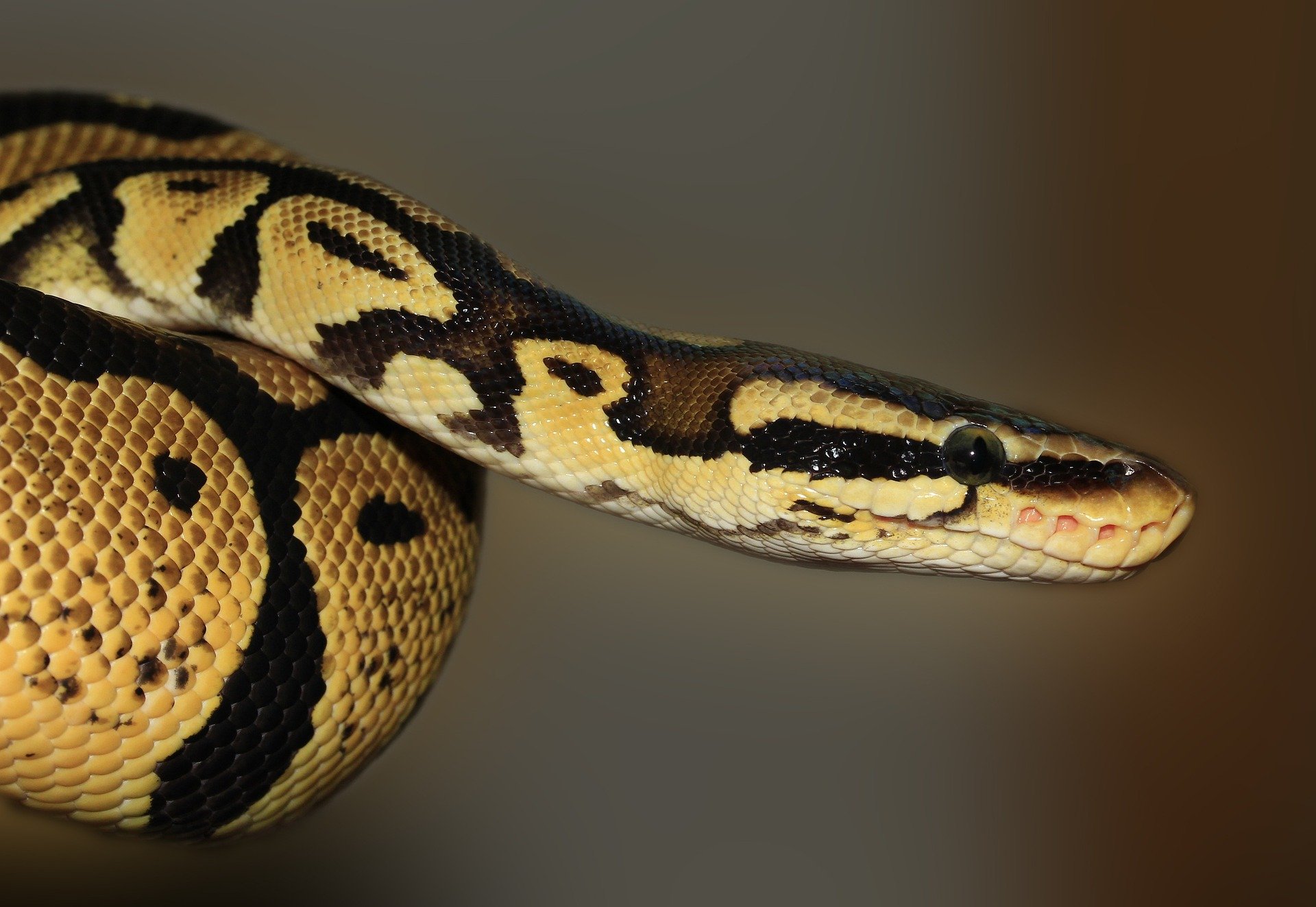 Una serp pitó en una imatge d'arxiu / PIXABAY