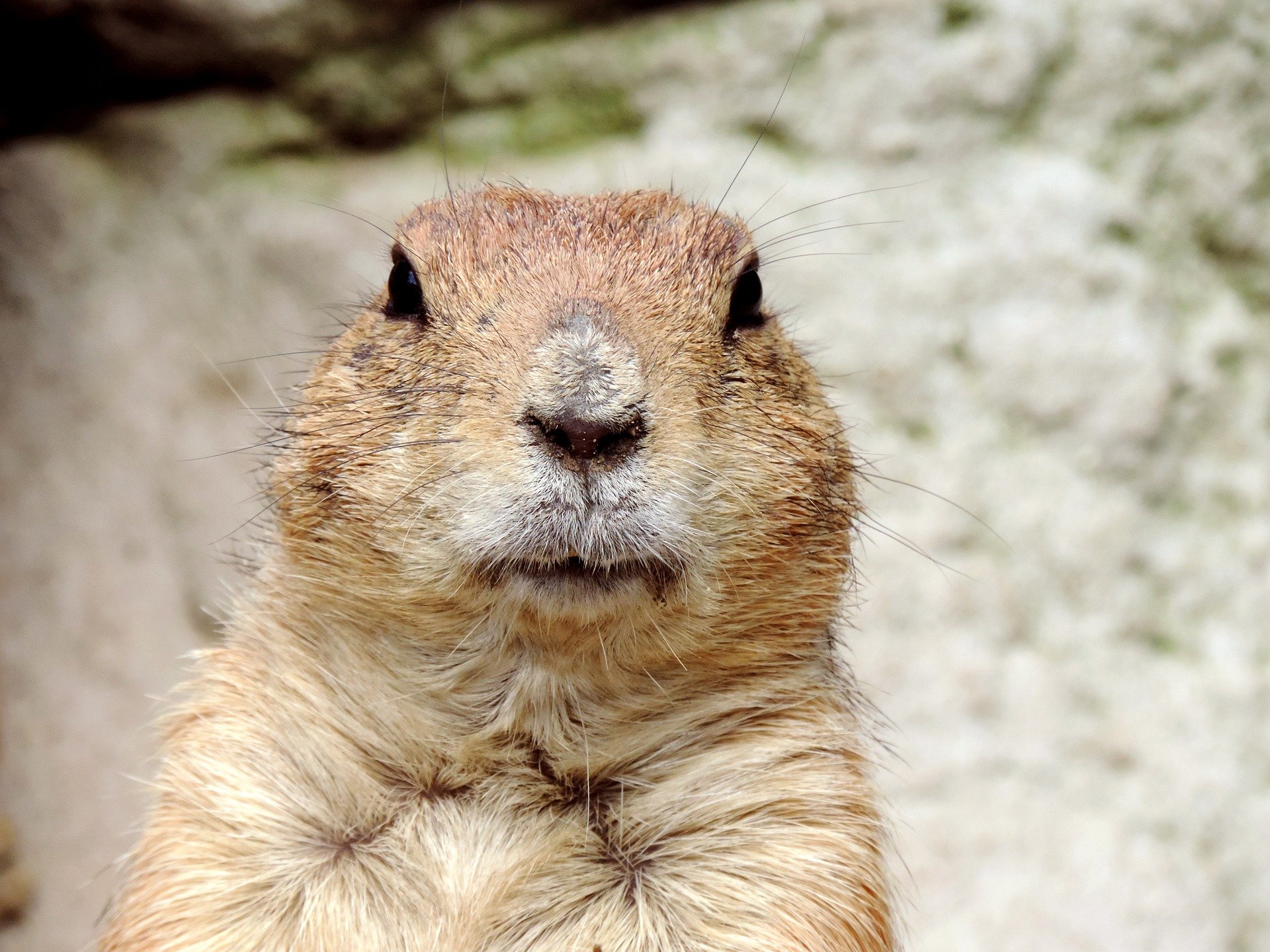 Una marmota en una imatge d'arxiu / PIXABAY