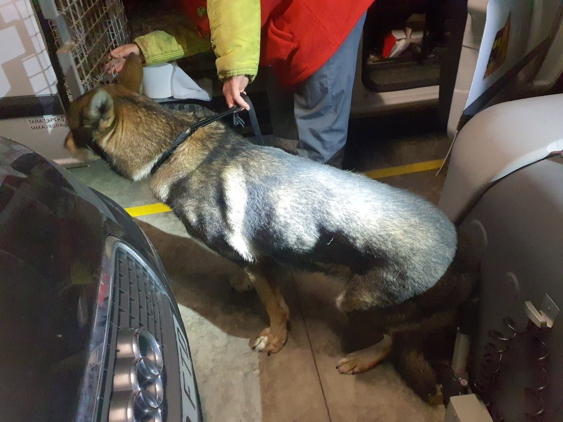 Gos trobat en un transportí tancat sense menjar ni aigua a Terrassa