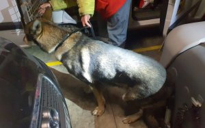 Gos trobat en un transportí tancat sense menjar ni aigua a Terrassa