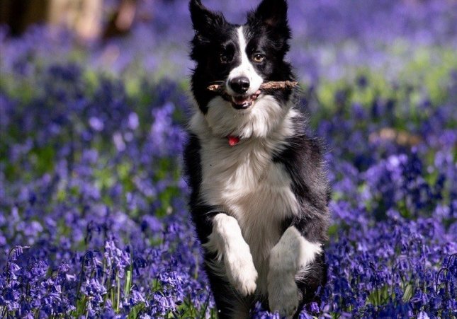 Un gos border collie en una imatge d'arxiu / Jacob King, PA Wire, dpa, EP