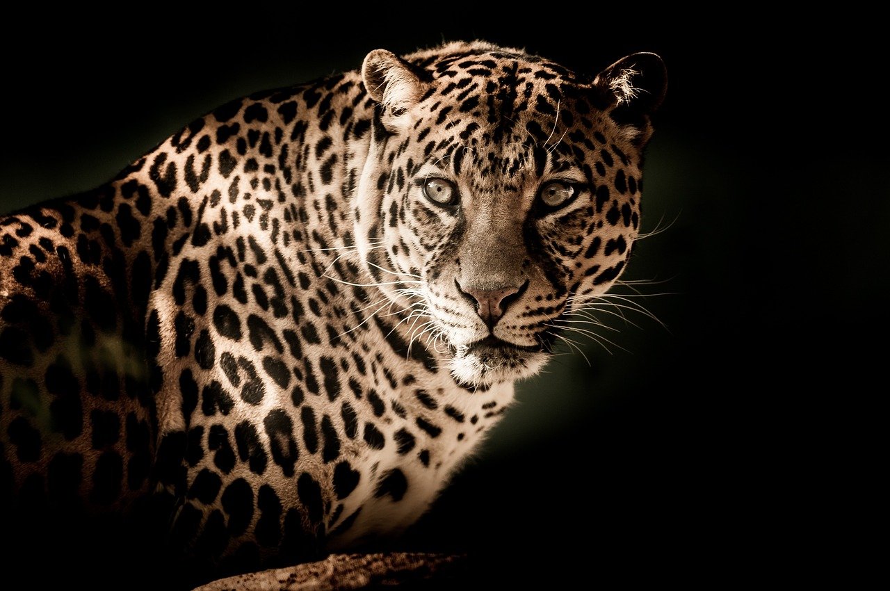 Un lleopard en una imatge d'arxiu / PIXABAY