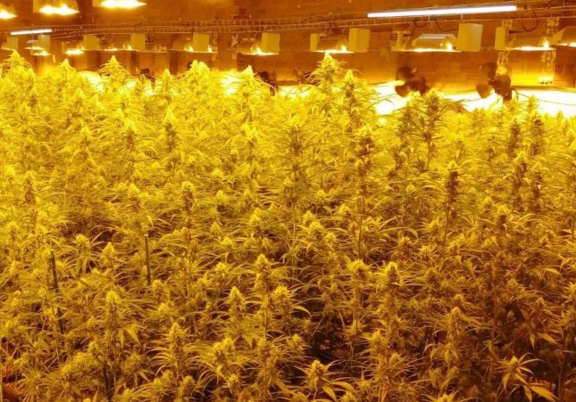 plantacio marihuana llers