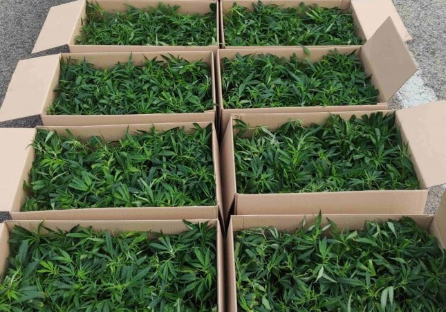 plantes marihuana
