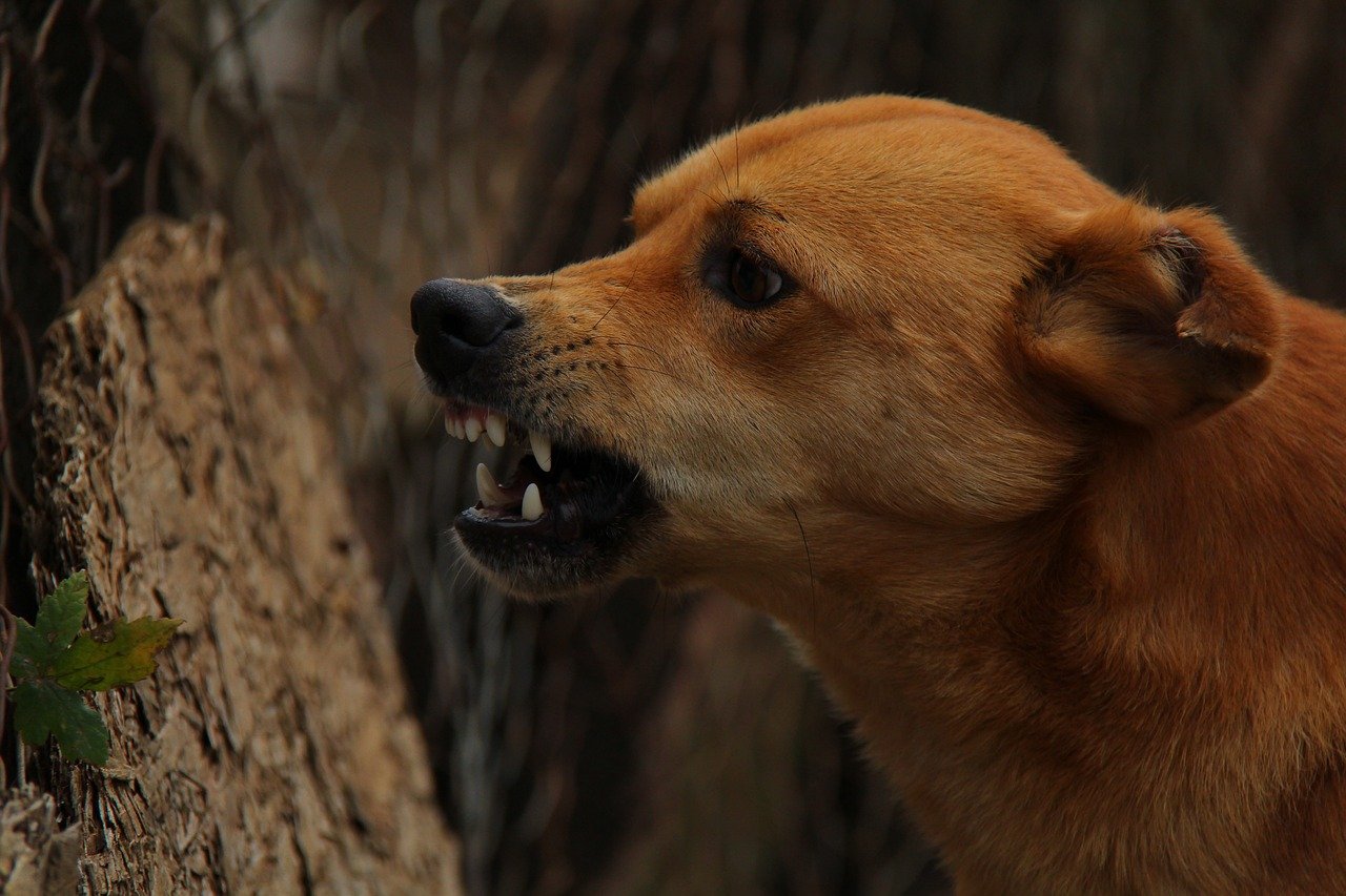 Un gos en una imatge d'arxiu / PIXABAY