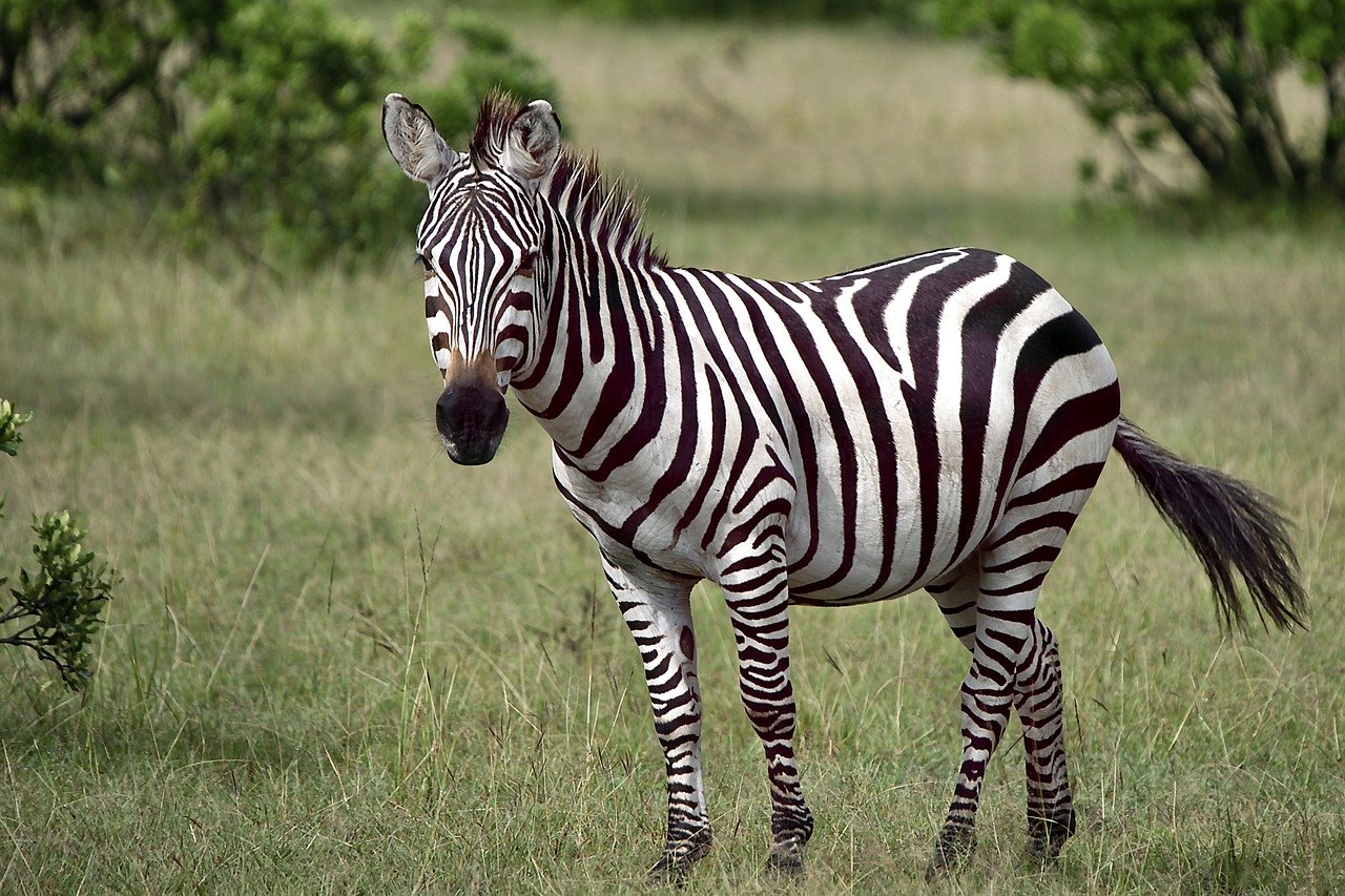 Una zebra en una imatge d'arxiu / PIXABAY