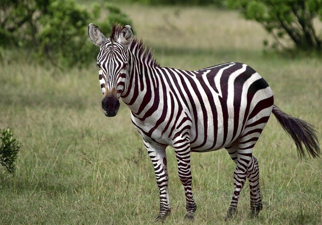 Una zebra en una imatge d'arxiu / PIXABAY