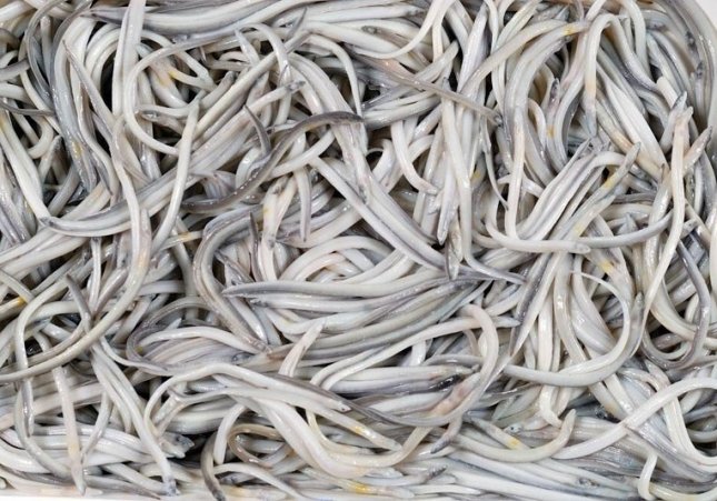 Angules en una imatge d'arxiu / EUROPA PRESS