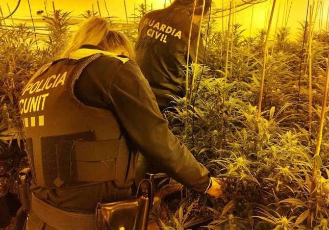 marihuana cunit