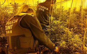 marihuana cunit