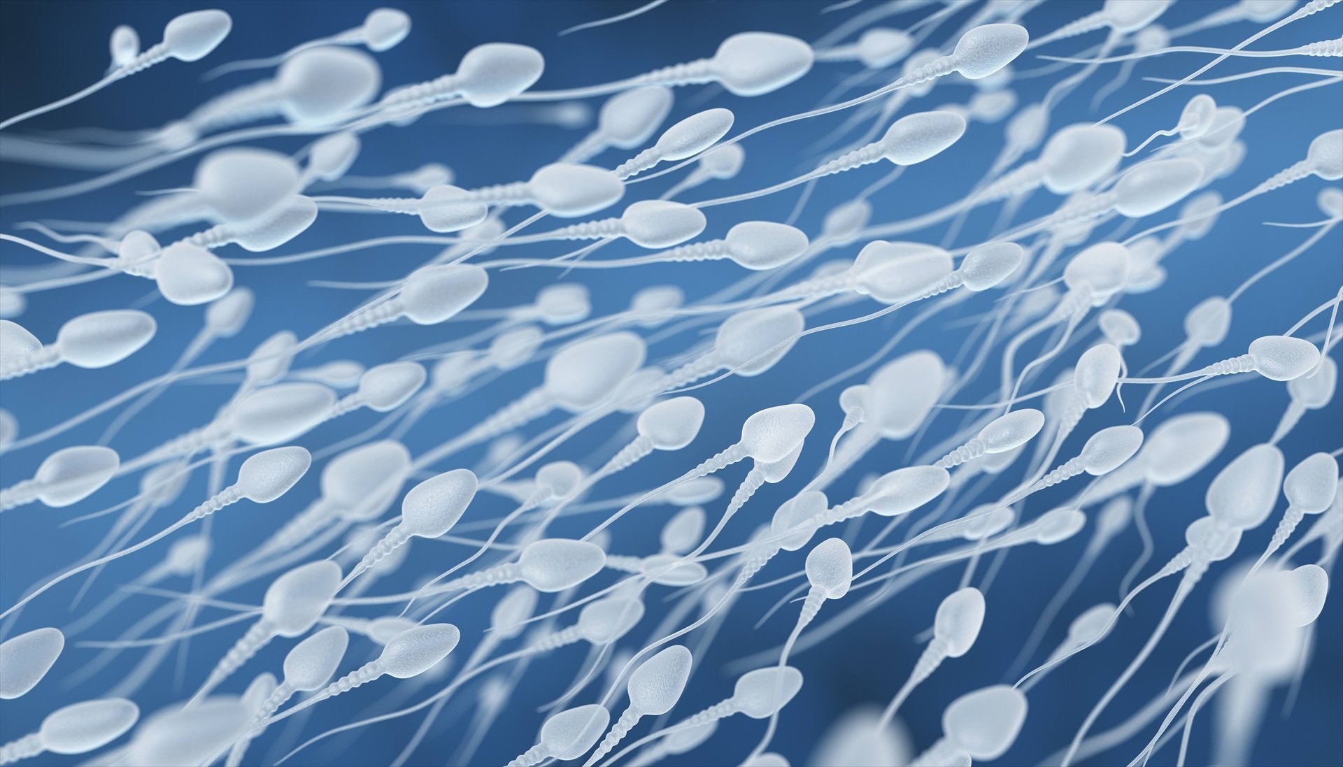 Espermatozoides en una imatge d'arxiu / EP