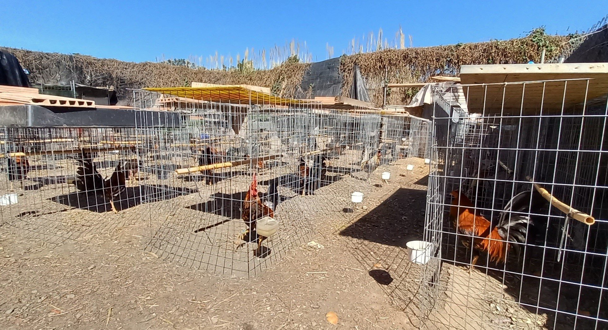 Els galls i gallines rescatats a Sant Joan Despí / CME