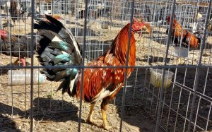 Els galls i gallines rescatats a Sant Joan Despí / CME