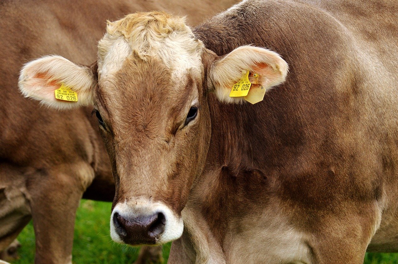 Una vaca en una imatge d'arxiu / PIXABAY