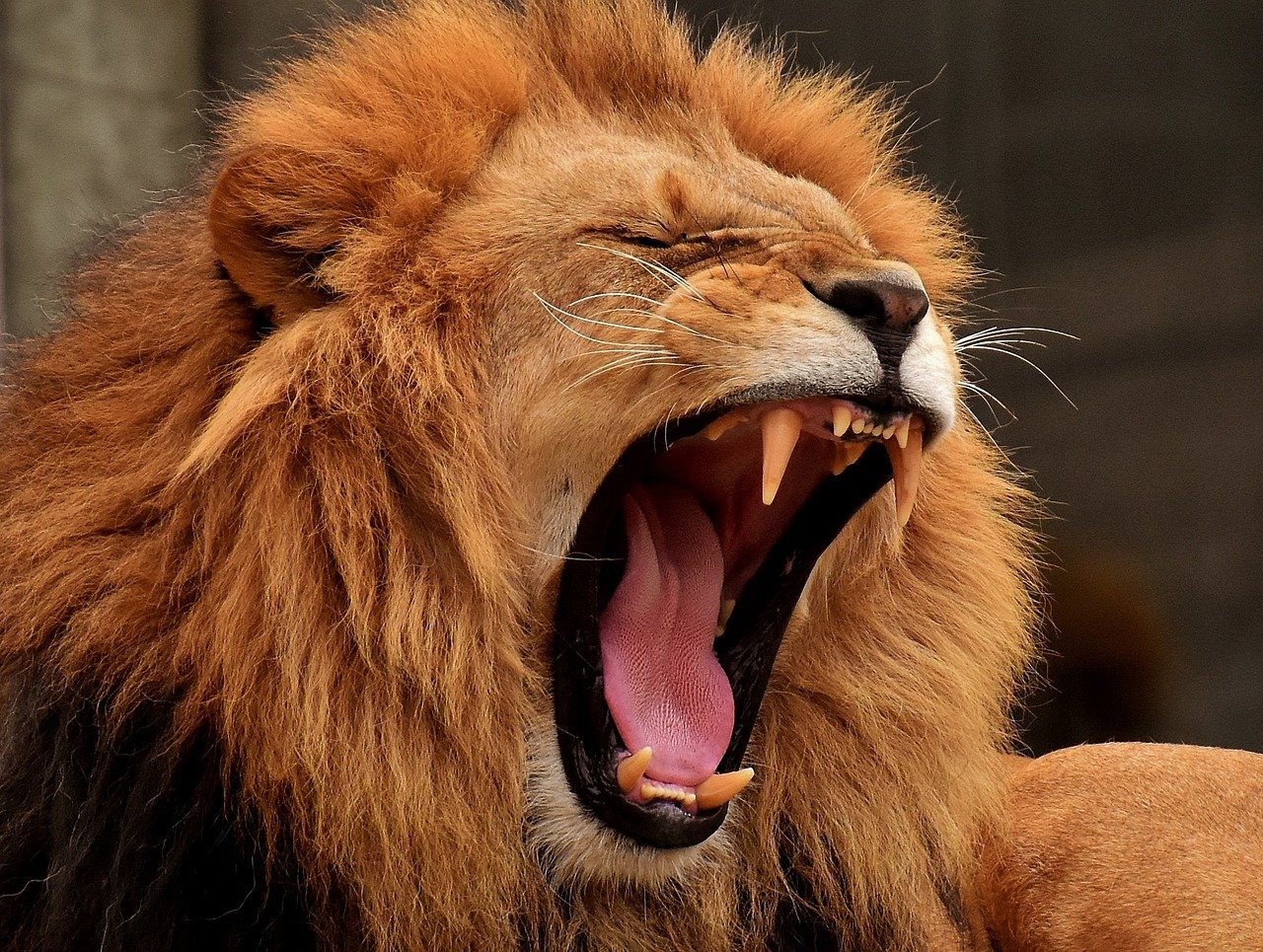 Un lleó en una imatge d'arxiu / PIXABAY