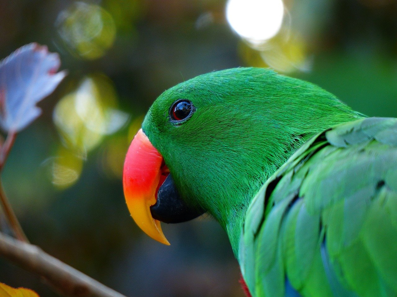 Un lloro Eclectus roratus en una imatge d'arxiu / PIXABAY