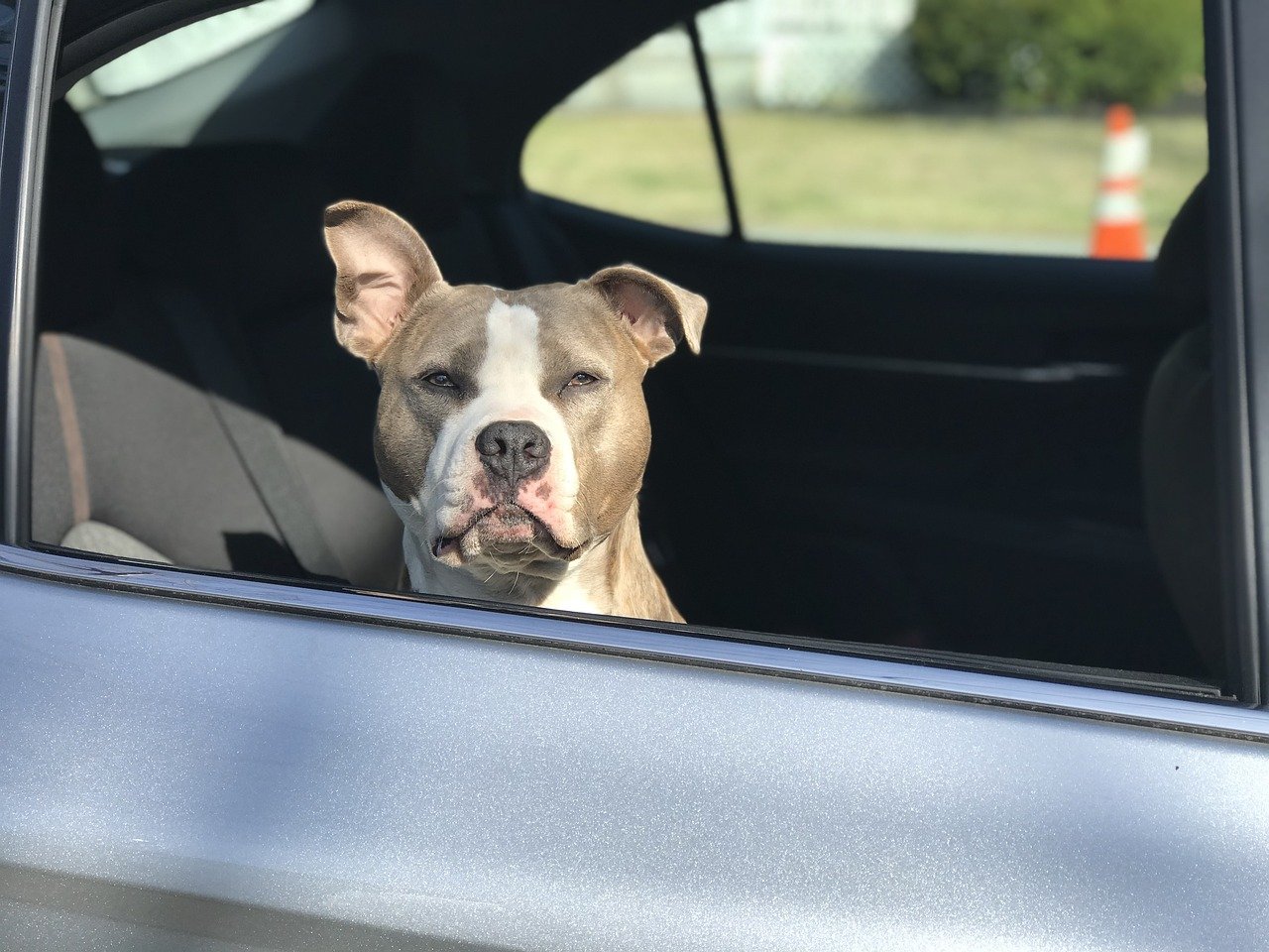 Un gos en un cotxe en una imatge d'arxiu / PIXABAY