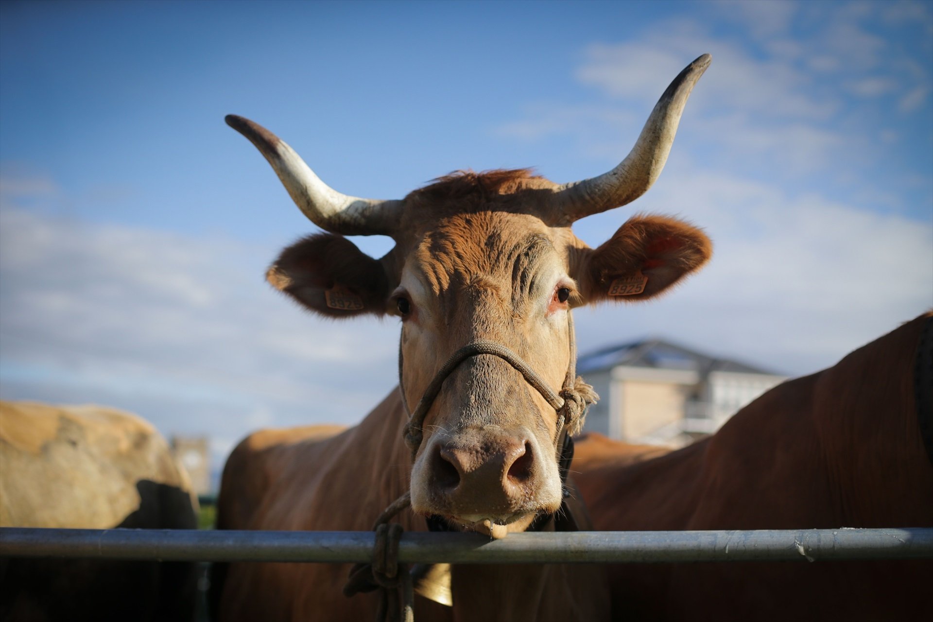 Una vaca en una imatge d'arxiu / CARLOS CASTRO - EUROPA PRESS