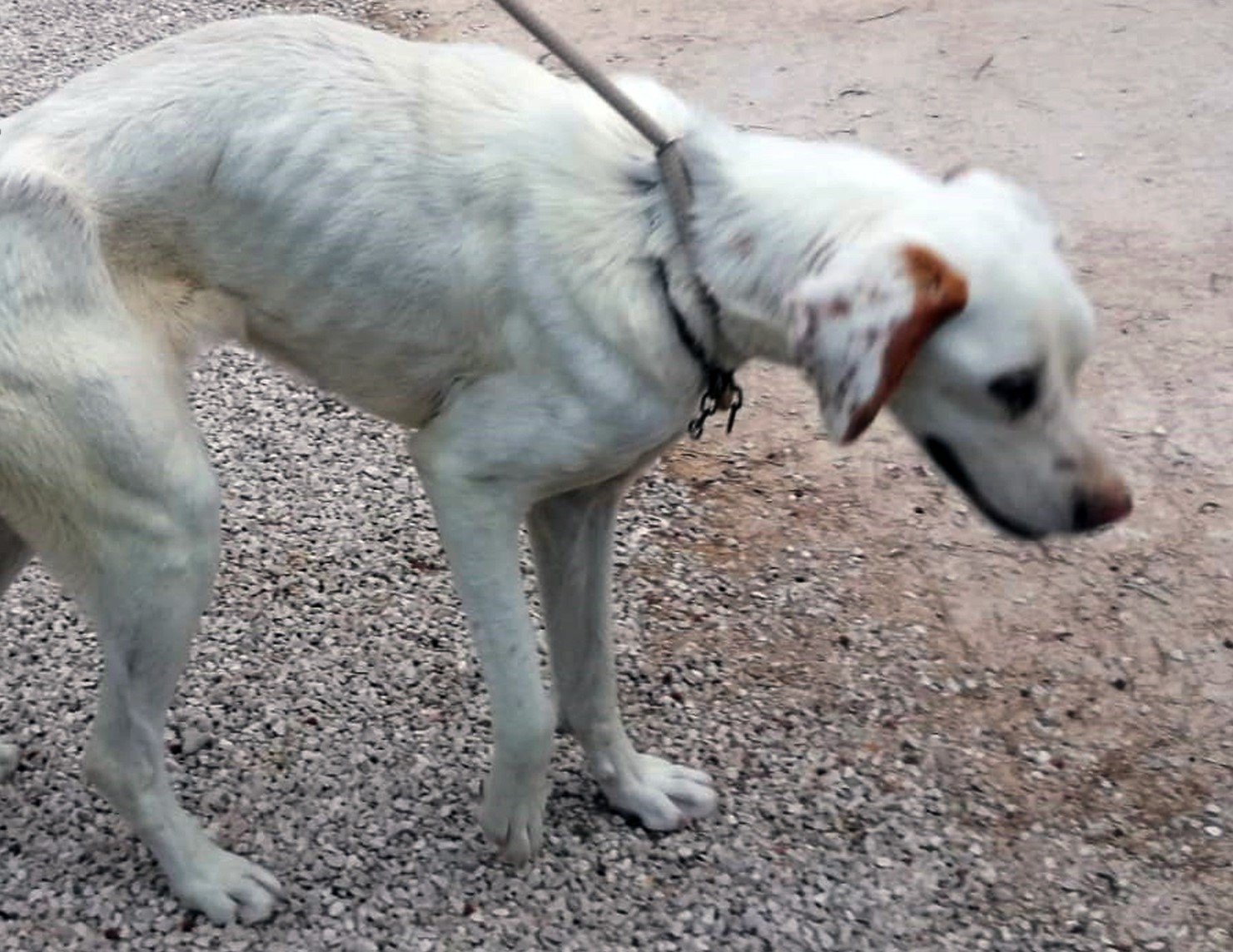 Imatge del gos abandonat i rescatat per la Guàrdia Civil a Alguazas (Múrcia) / GUÀRDIA CIVIL