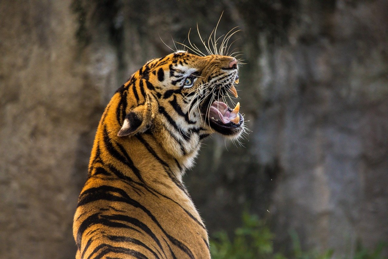 Un tigre en una imatge d'arxiu / PIXABAY