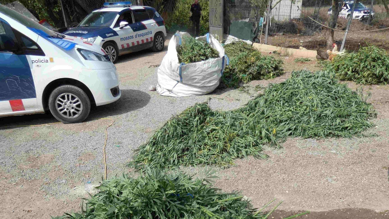 Plantación de marihuana de Valls / CME