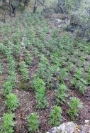 Marihuana Prades 001