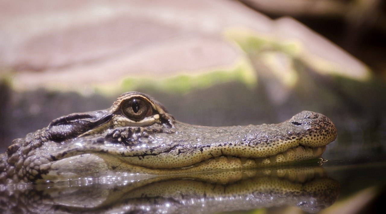 Un caiman, com el trobat a Toledo, en una imatge d'arxiu / PIXABAY