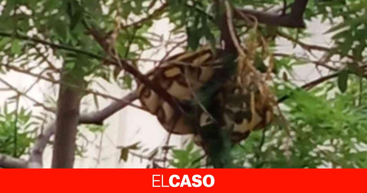 elcaso.elnacional.cat