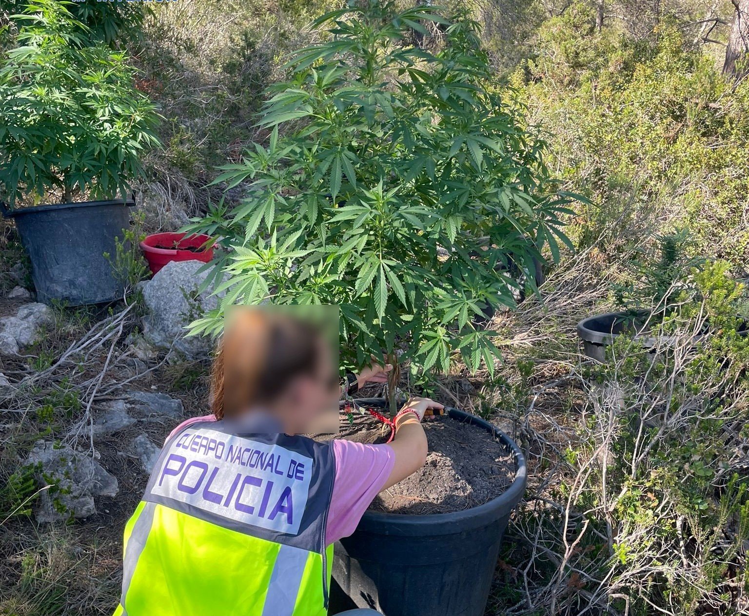 Una agent de la Policia Nacional després de descobrir la plantació al cementiri d'Eivissa / CNP