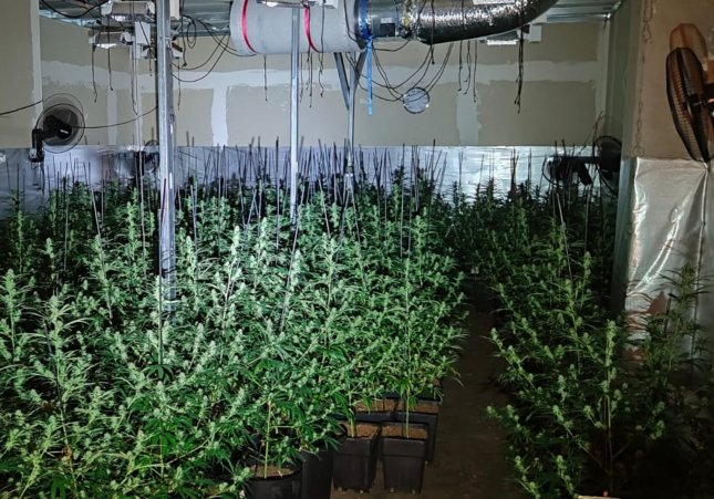 marihuana sallent