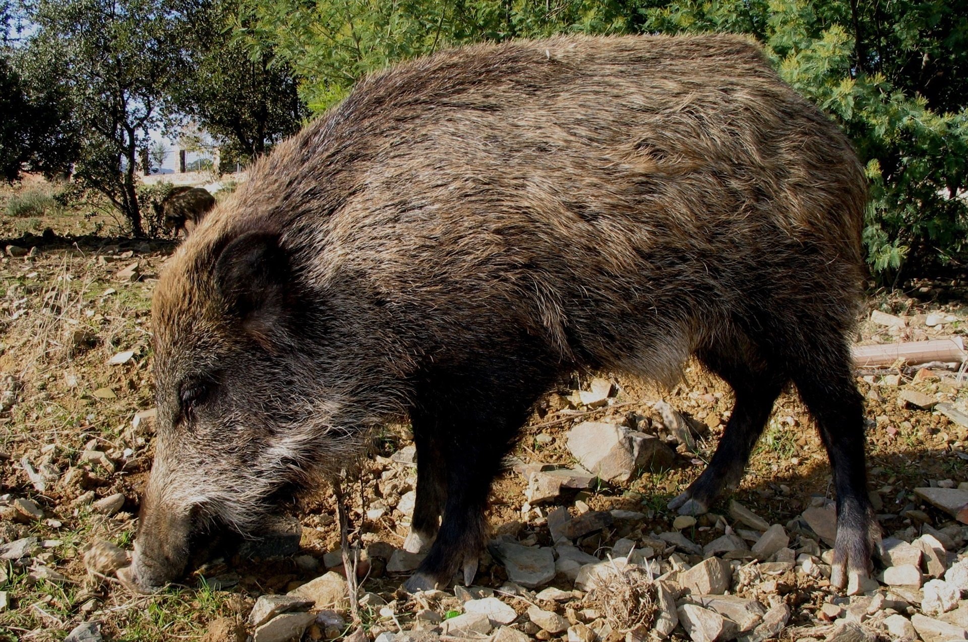 Un porc senglar en una imatge d'arxiu / EUROPA PRESS
