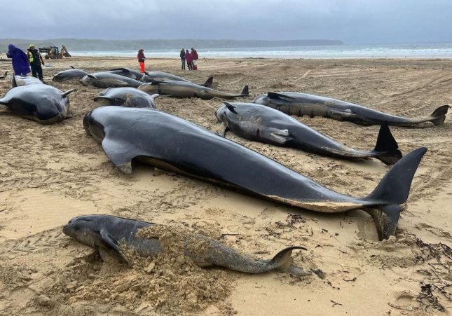 Imatge de les balenes encallades en una platja d'Escòcia / BDMLR