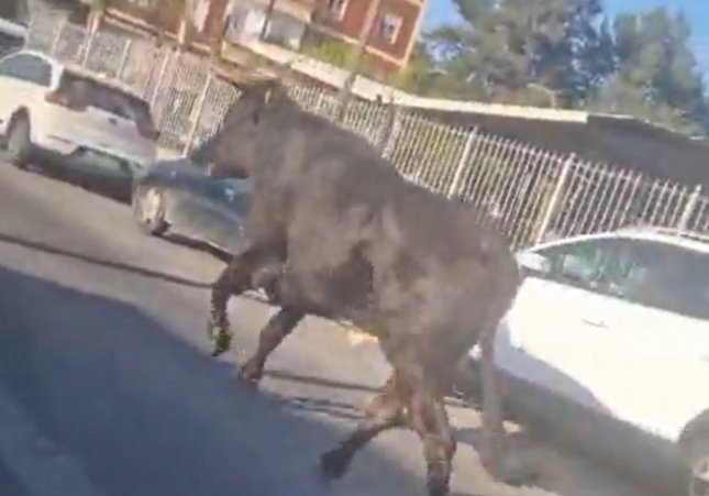 la vaqueta d'Almàssera