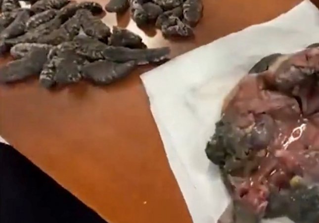 Exemplar de tortuga sacrificada per cuinar-la al restaurant xinès d'Usera, a Madrid / POLICIA MUNICIPAL DE MADRID