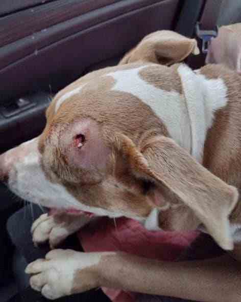 La gossa rescatada a Florida amb un tret al cap / Urgent Dogs and Cats of Miami La gossa rescatada a Florida amb un tret al cap / Urgent Dogs and Cats of Miami