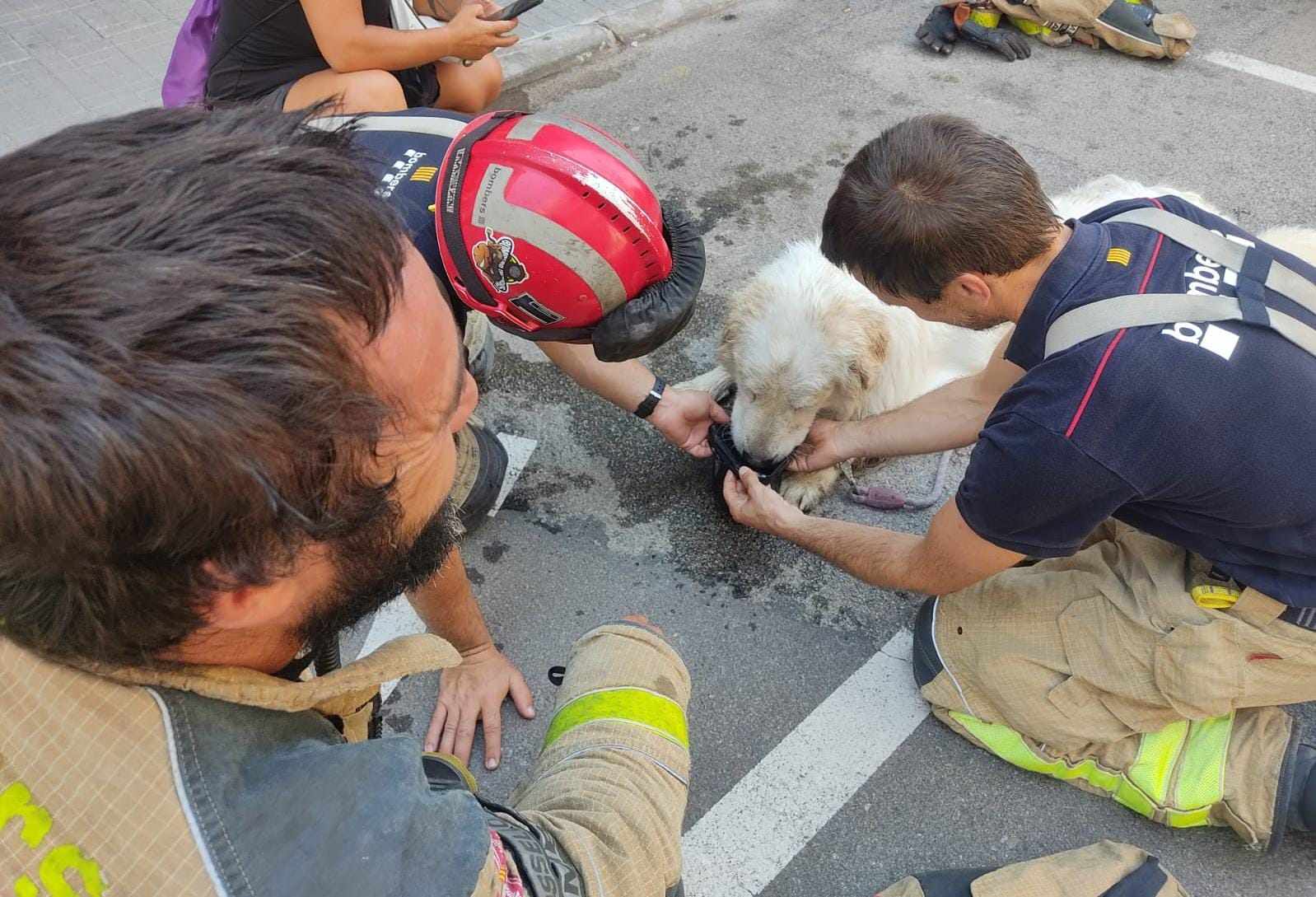 Bombers assistint el gos a Terrassa un cop rescatat / AJUNTAMENT DE TERRASSA