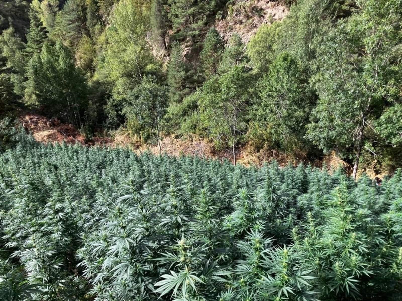 230906 Ndp 135 RPAP Los Mossos d'Esquadra detienen 6 hombres en una plantación de marihuana en el Pallars Sobirà (6) (1)