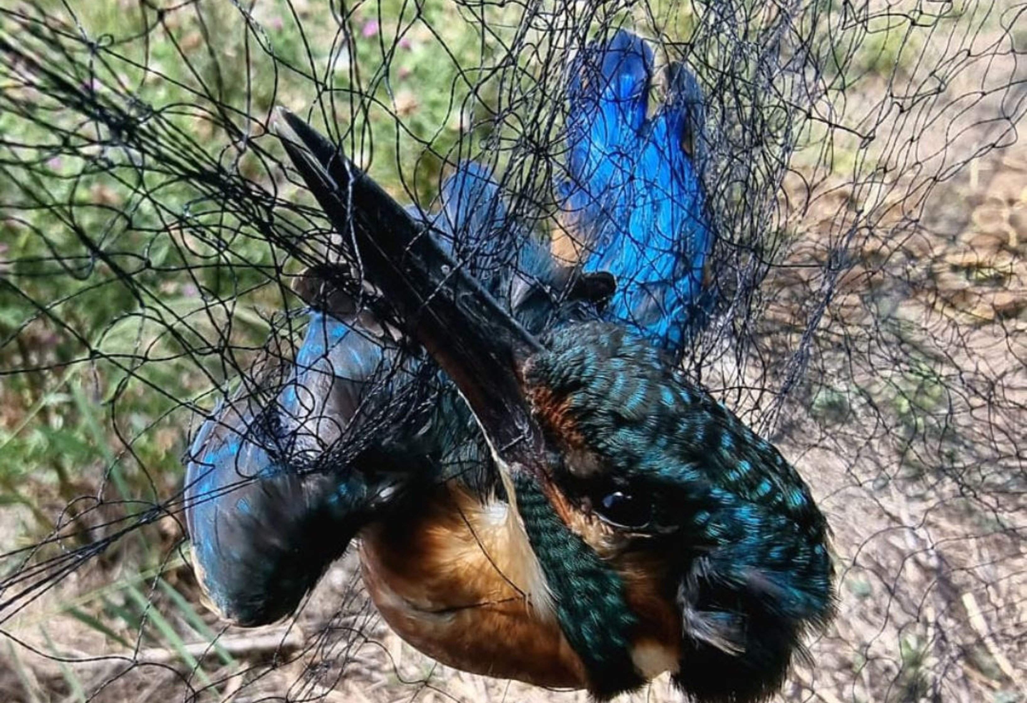 Interceptan en Lugo a un cazador furtivo de pájaros que utilizaba jaulas  trampa en árboles