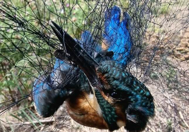ocell mort agents rurals