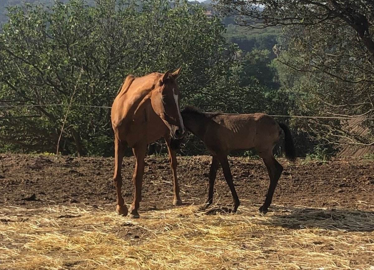 Cavalls confiscats en una finca ubicada a Vilanova del Vallès / AGENTS RURALS