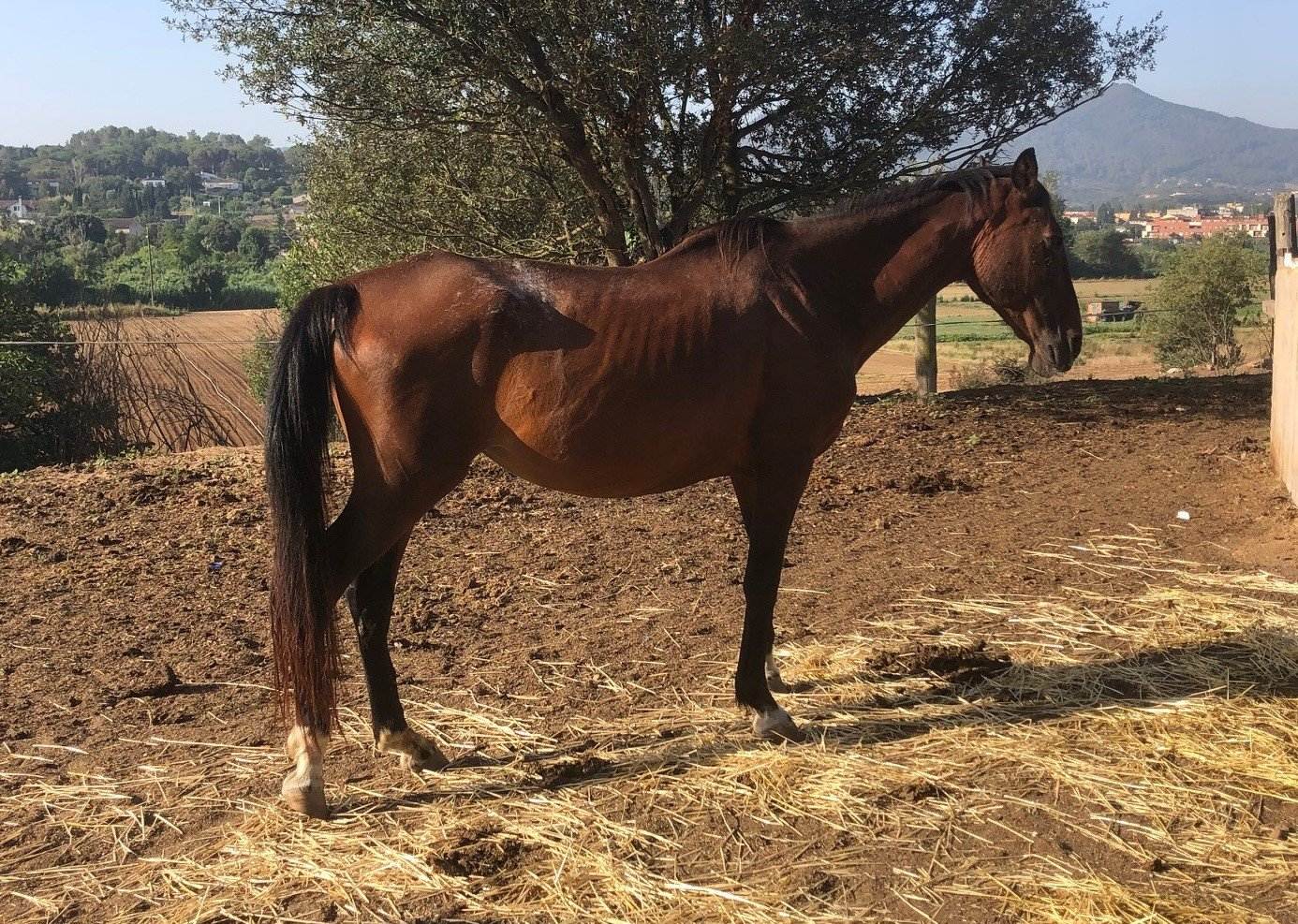 Uno de los caballos rescatados en Vilanova del Vallès / AGENTES RURALES