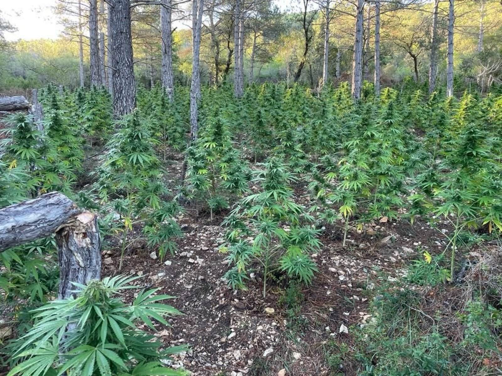 plantacio valls plantacio valls