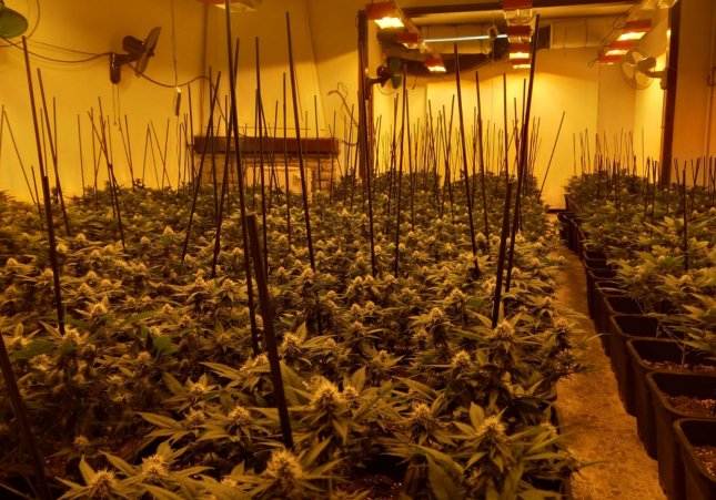 marihuana vidreres