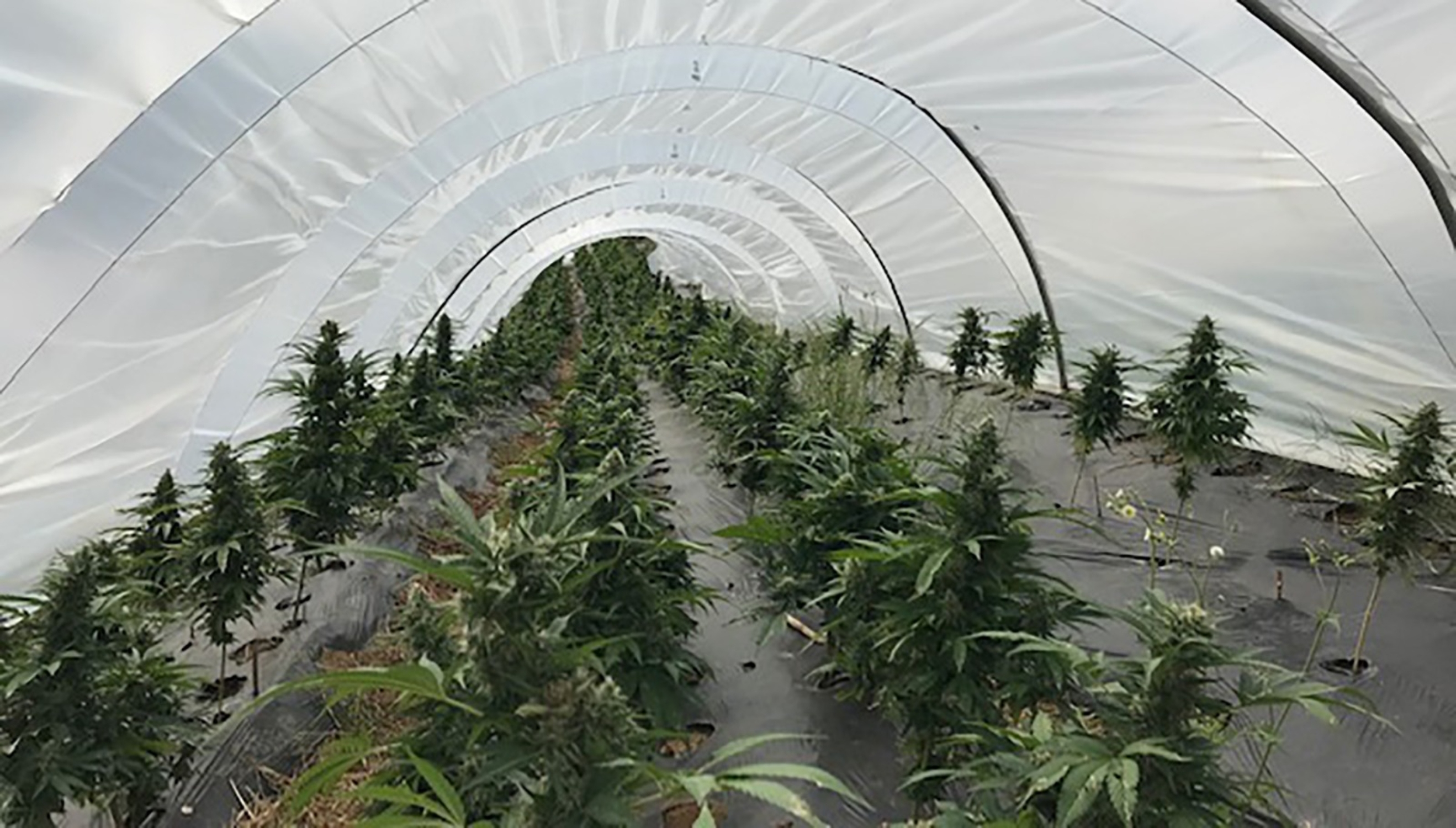 plantacio marihuana llagostera