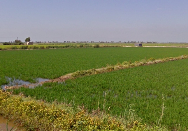Arrozal Delta del Ebro