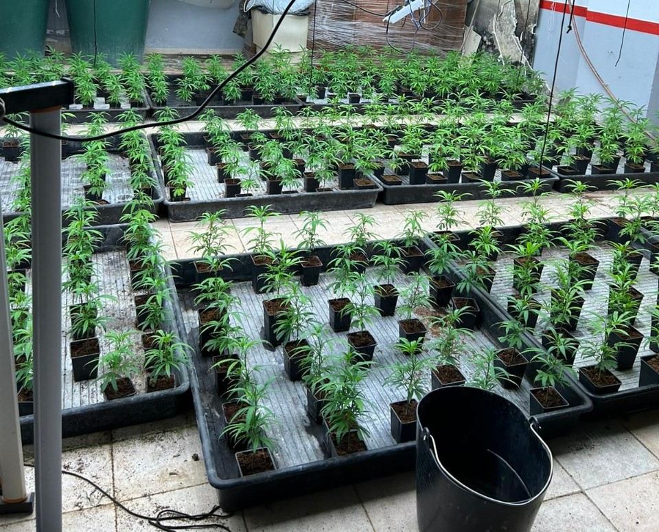 Plantació de marihuana d'Alella / AJUNTAMENT D'ALELLA